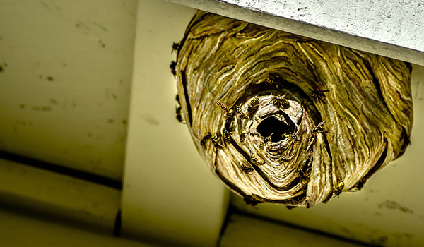 A wasp nest under a roof