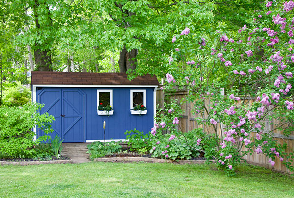 Garden shed on the grass surrounded by lilac bushes