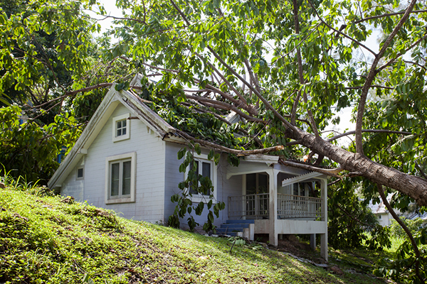 Home with fallen tree across roof—roof work safety checklist