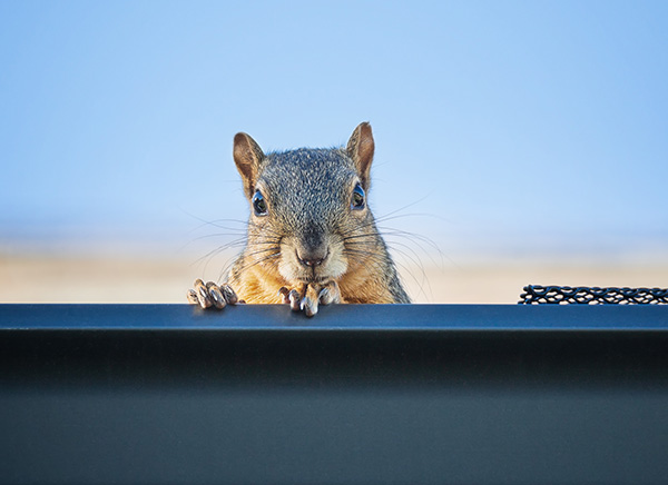 A squirrel peeks out from a rooftop.