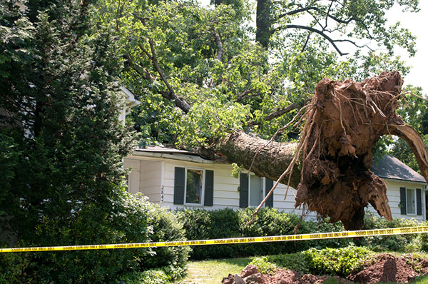 An uprooted tree leans on a home roof with caution tape around property